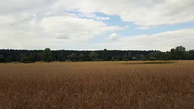 夏天的黑麦或小麦田。美丽的雷云笼罩着田野，从一辆行驶在路上的汽车中射出。虫鸟飞翔，天，动态场景，4k视频视频素材