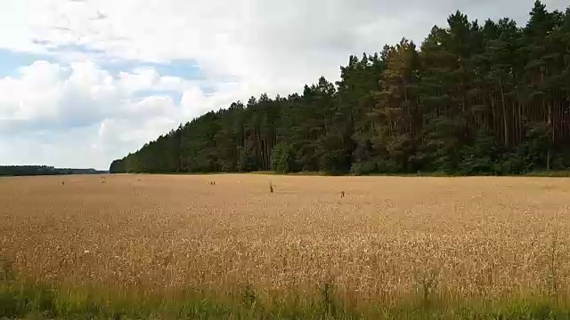 夏天的黑麦或小麦田。美丽的雷云笼罩着田野，从一辆行驶在路上的汽车中射出。虫鸟飞翔，天，动态场景，4k视频视频素材