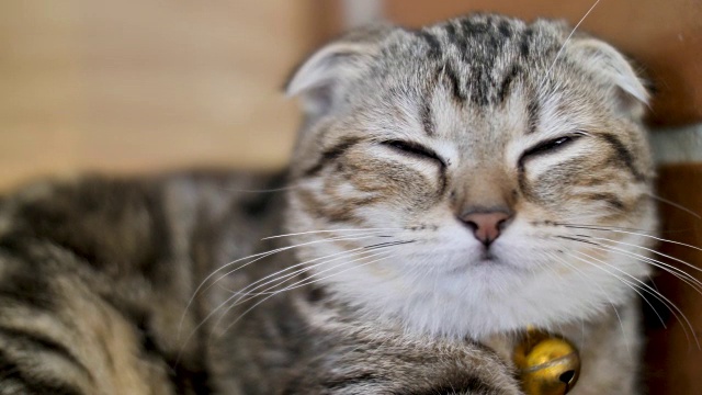 4K可爱的虎斑猫睡觉与甜蜜的梦在家里视频素材