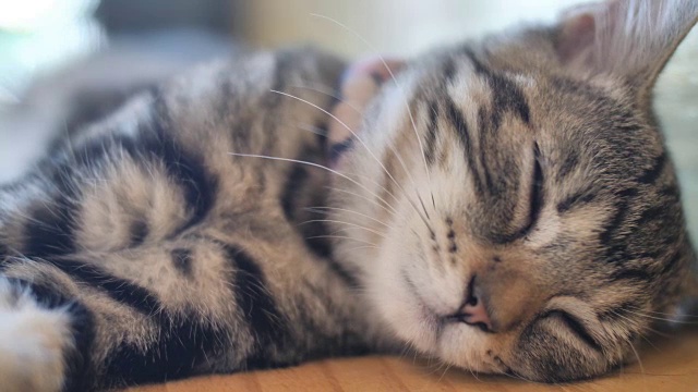 4K可爱的虎斑猫睡觉与甜蜜的梦在家里视频下载
