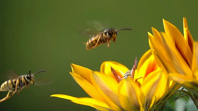 黄蜂观察探索视频素材