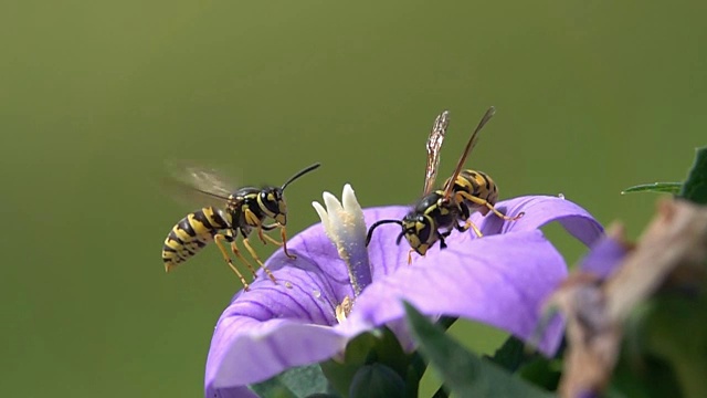 黄蜂蜂推滑稽驱逐视频素材