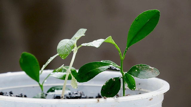 绿色的幼苗在雨中生长在地面上视频素材