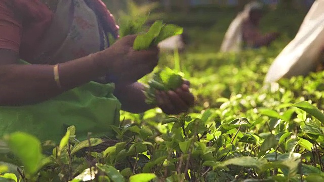 在斯里兰卡茶园工作的妇女视频下载