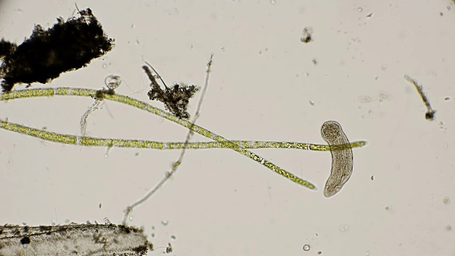 显微镜下有纤毛的扁虫视频下载