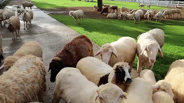 农场里有一群羊视频素材