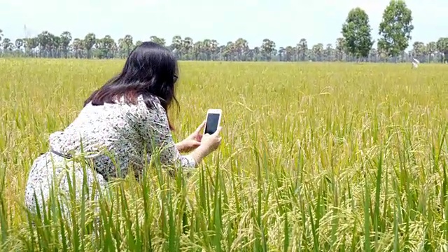一名女子用智能手机拍下一片稻田。视频下载