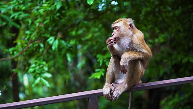 这只猴子坐在露天公园的栏杆上。猴子体内视频素材