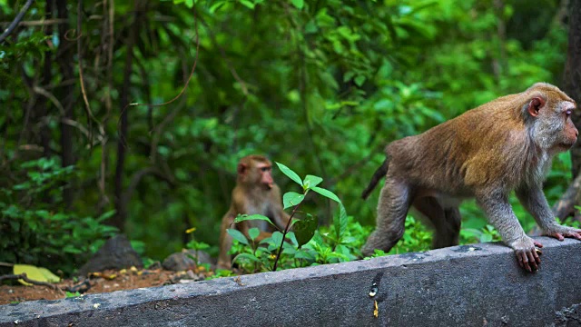 自然条件下的野生猴子。吃香蕉和坚果。亚洲的泰国。山的猴子视频素材