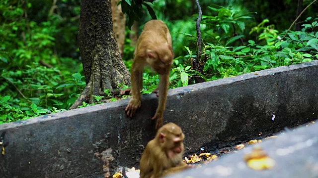 野生猴子吃香蕉。自然栖息地。亚洲泰国，猴子山视频素材