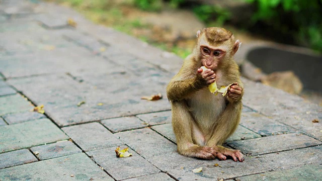一只小猴子在国家公园里吃香蕉。猴子出没的亚洲丛林视频素材