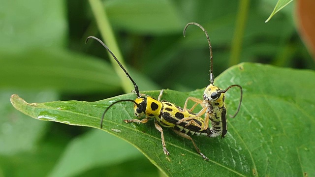 热带雨林中的黑黄长角甲虫。视频素材