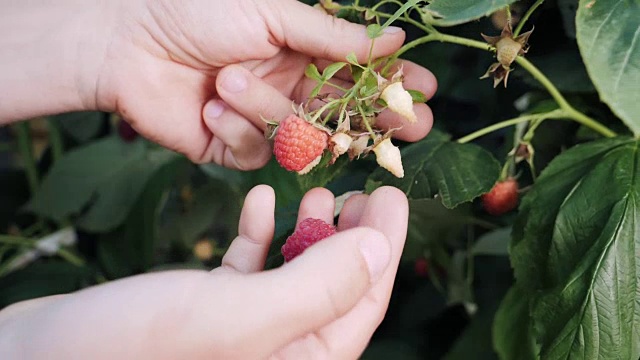 女人的手收集树莓的慢动作。视频素材