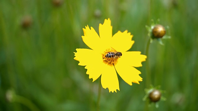 蜜蜂在鲜艳的黄色花朵上采集花粉。视频素材