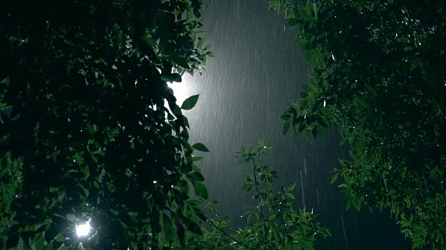 树和路灯在雨中视频素材
