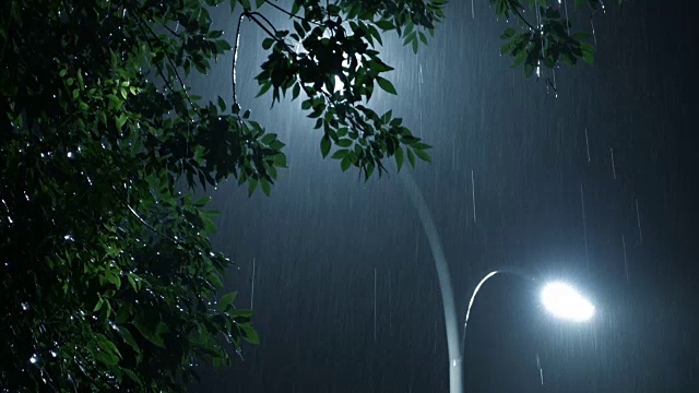 树和路灯在雨中视频素材
