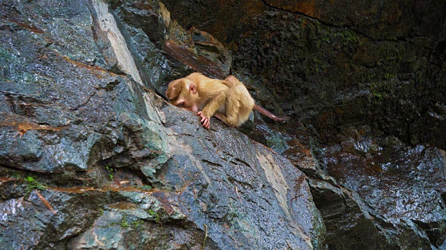 一只猴子在一块岩石上。有猴子的热带森林。自然栖息地视频素材