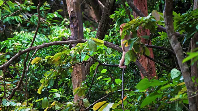 这只猴子坐在雨林的树枝上视频素材
