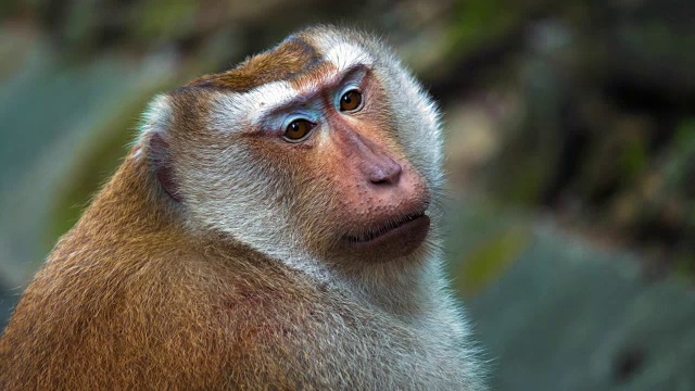 一只猴子的肖像，大脸。猴子坐着看镜头视频素材