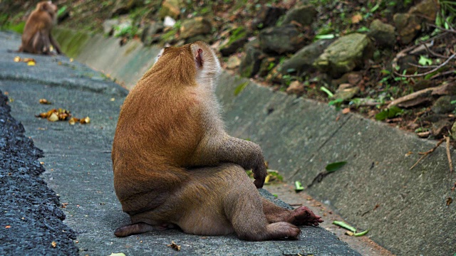 一只猴子的肖像，看着相机。猴子在国家公园，自然栖息地，热带森林视频素材