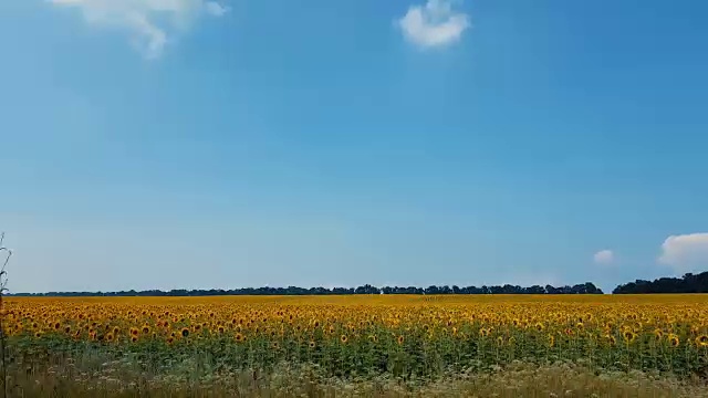 夏天的向日葵田。美丽的雷云笼罩着田野，从一辆行驶在路上的汽车中射出。虫鸟飞翔，天，动态场景，4k视频视频素材