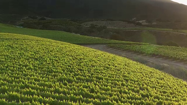 阳光和阴影在葡萄树覆盖的山坡在圣露西亚高地，北加州-无人机拍摄视频素材