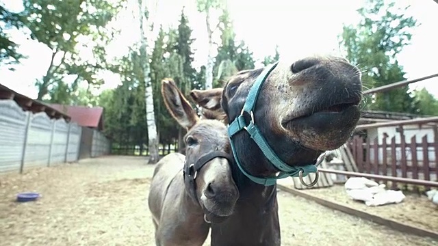 两只驴看着镜头做鬼脸视频下载