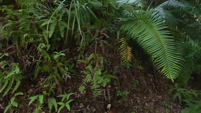 热带雨林，蕨类灌木，没有人视频素材