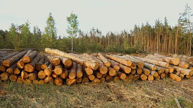 伐木破坏松林视频素材