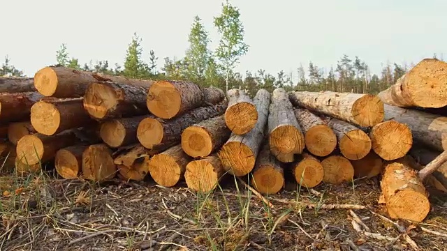 伐木破坏松林视频素材