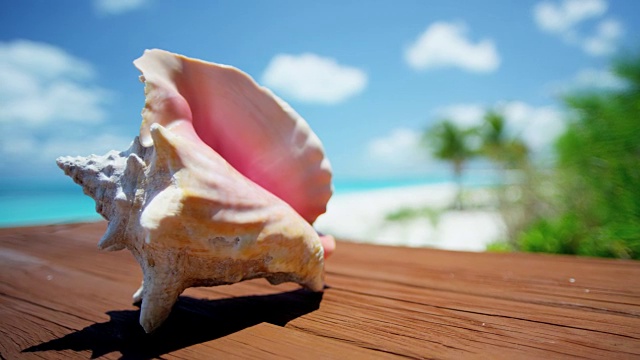 美丽的海螺壳对热带海滩度假背景视频下载