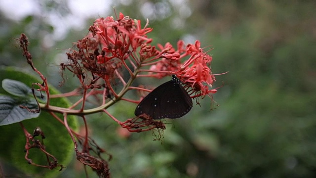 红色花朵上可爱的棕色蝴蝶视频下载