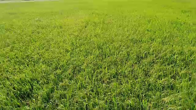 绿色的稻田，鸟瞰图视频素材