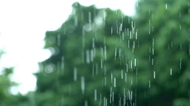 4K SLO莫涂雨滴，热带树林视频素材