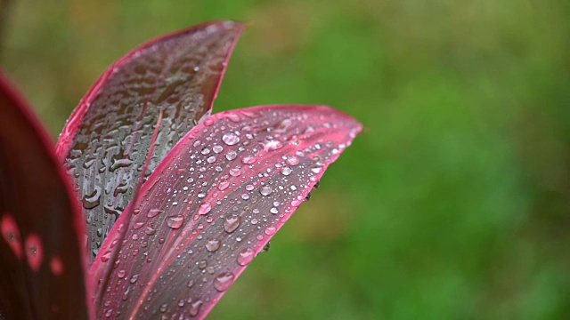 SLO MO, CU雨滴在红色热带植物的叶子上视频素材
