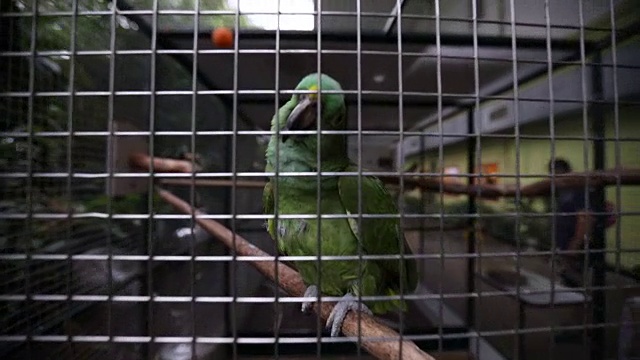 华丽的绿色鹦鹉视频素材