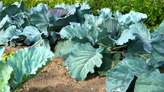 在有机花园种植黑卷心菜和菜花，视频素材