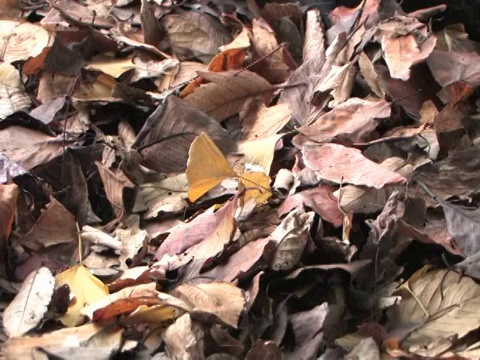 女人躺在落叶上视频素材