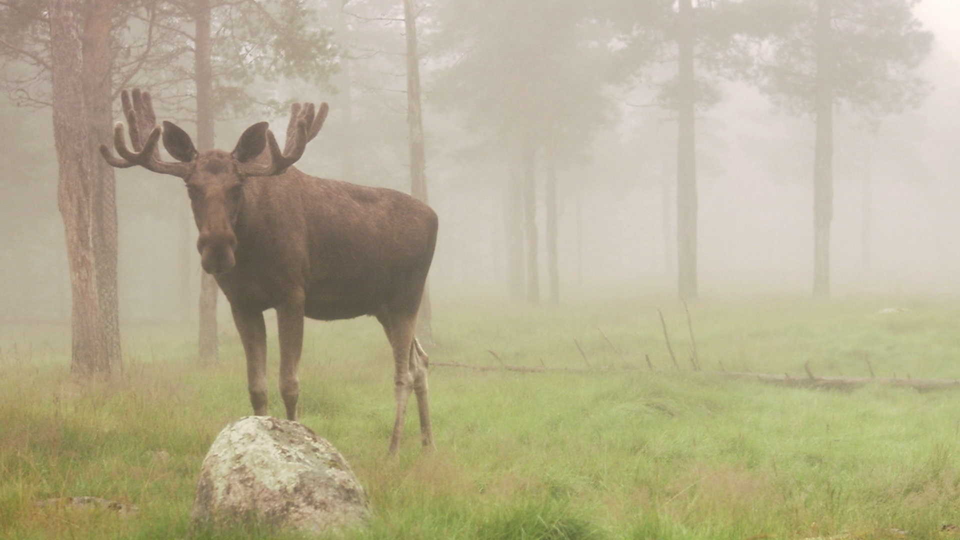 瑞典大雾中的驼鹿。视频素材