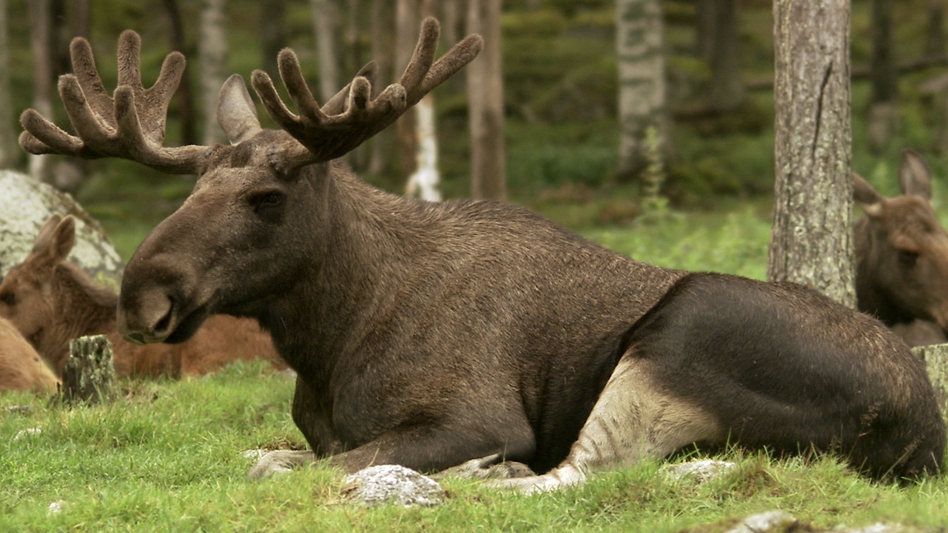 一只麋鹿躺在瑞典。视频素材