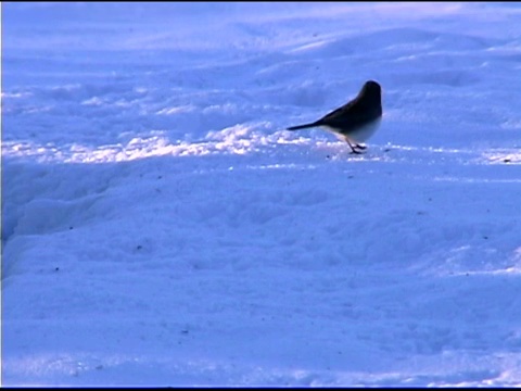 鸟类在雪视频下载