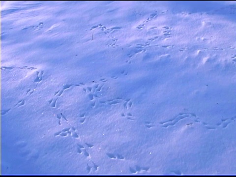鸟在雪中的足迹视频素材