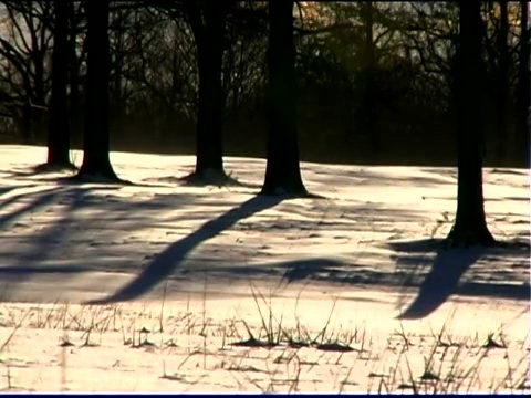 树木和雪在冬天视频素材