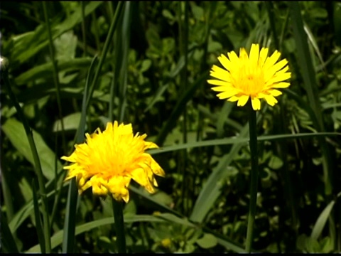 高角度观看黄色的雏菊在风中吹拂视频素材