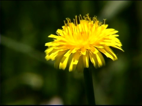 从田野倾斜下来，黄色的雏菊在风中飘扬视频素材