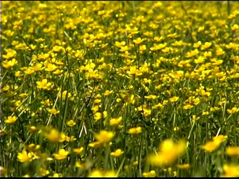 倾斜的田野黄色的野花视频素材