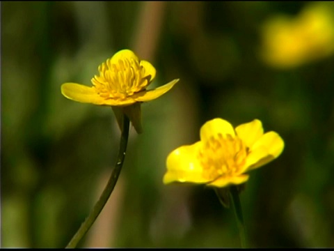 黄色野花的特写视频素材