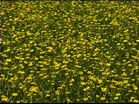 一片片黄色的野花在风中飞舞视频素材