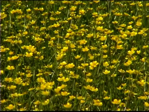 一片黄色的野花视频素材