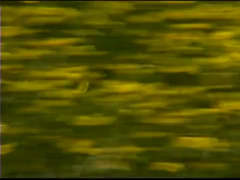 用淘金盘在田野里淘金黄色的野花视频素材